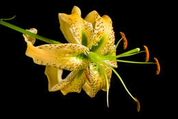 Image of Henry's lily