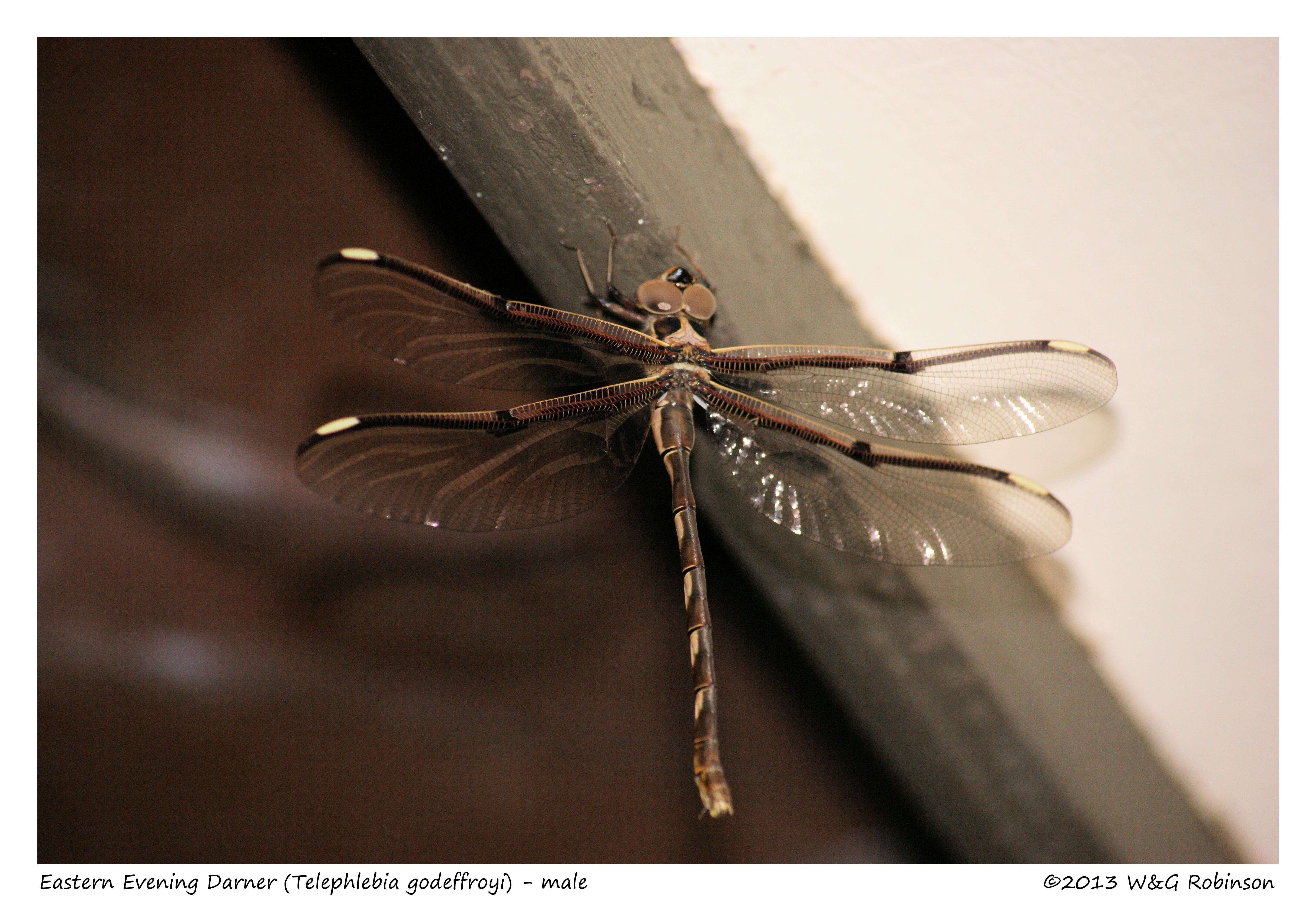 Image of Telephlebia godeffroyi Selys 1883