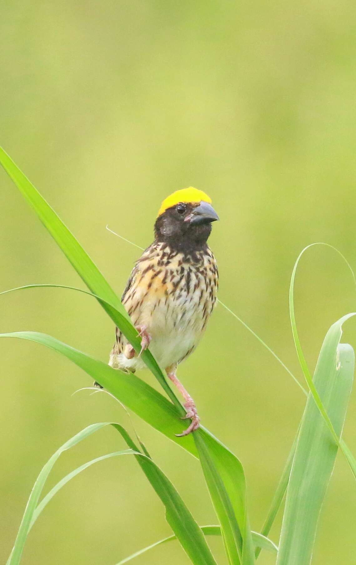 Image of Streaked Weaver