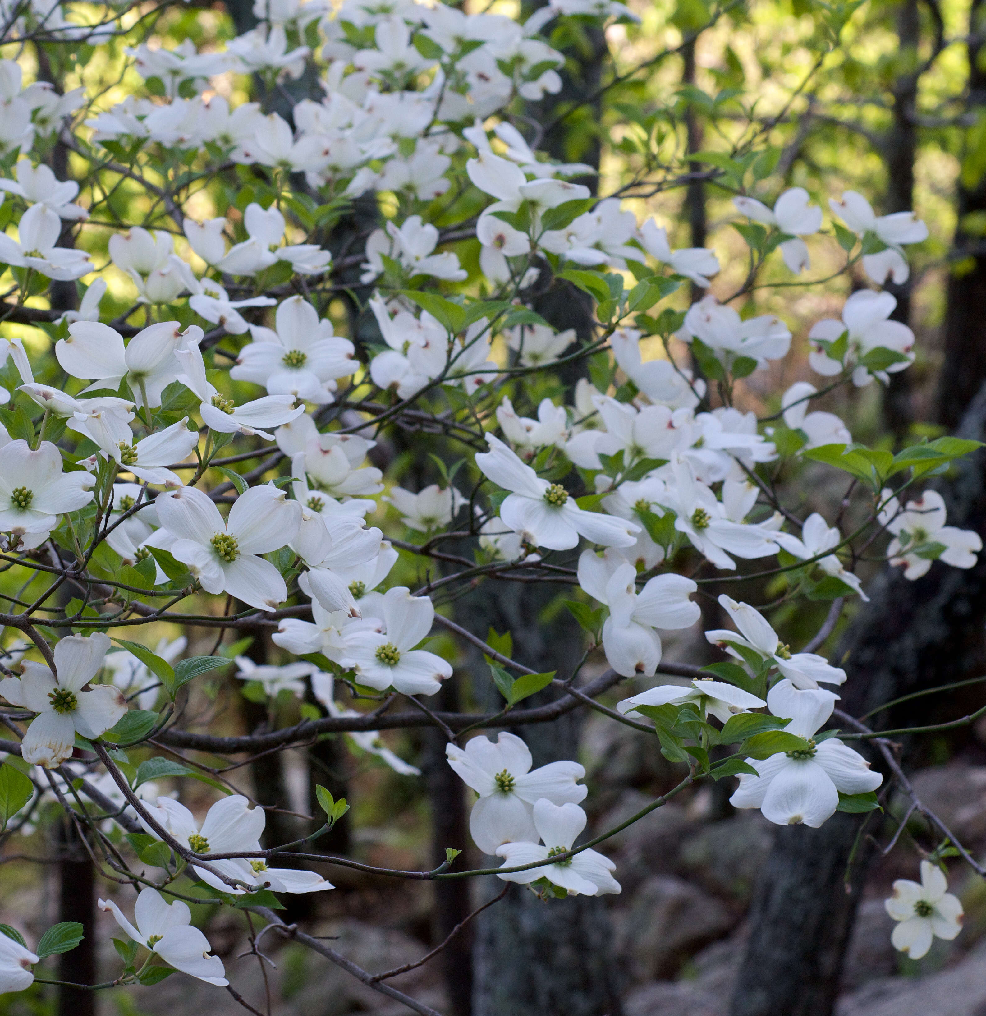 Image of flowering dogwood