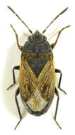 Image of Trapezonotus (Trapezonotus) arenarius Linnaeus & C. 1758