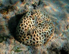 Image of Knob Coral