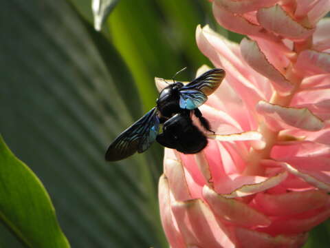 Image of Alpinia