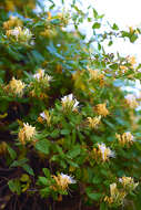 Imagem de Lonicera japonica Thunb.