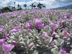 Imagem de Leucophyllum frutescens (Berl.) I. M. Johnston