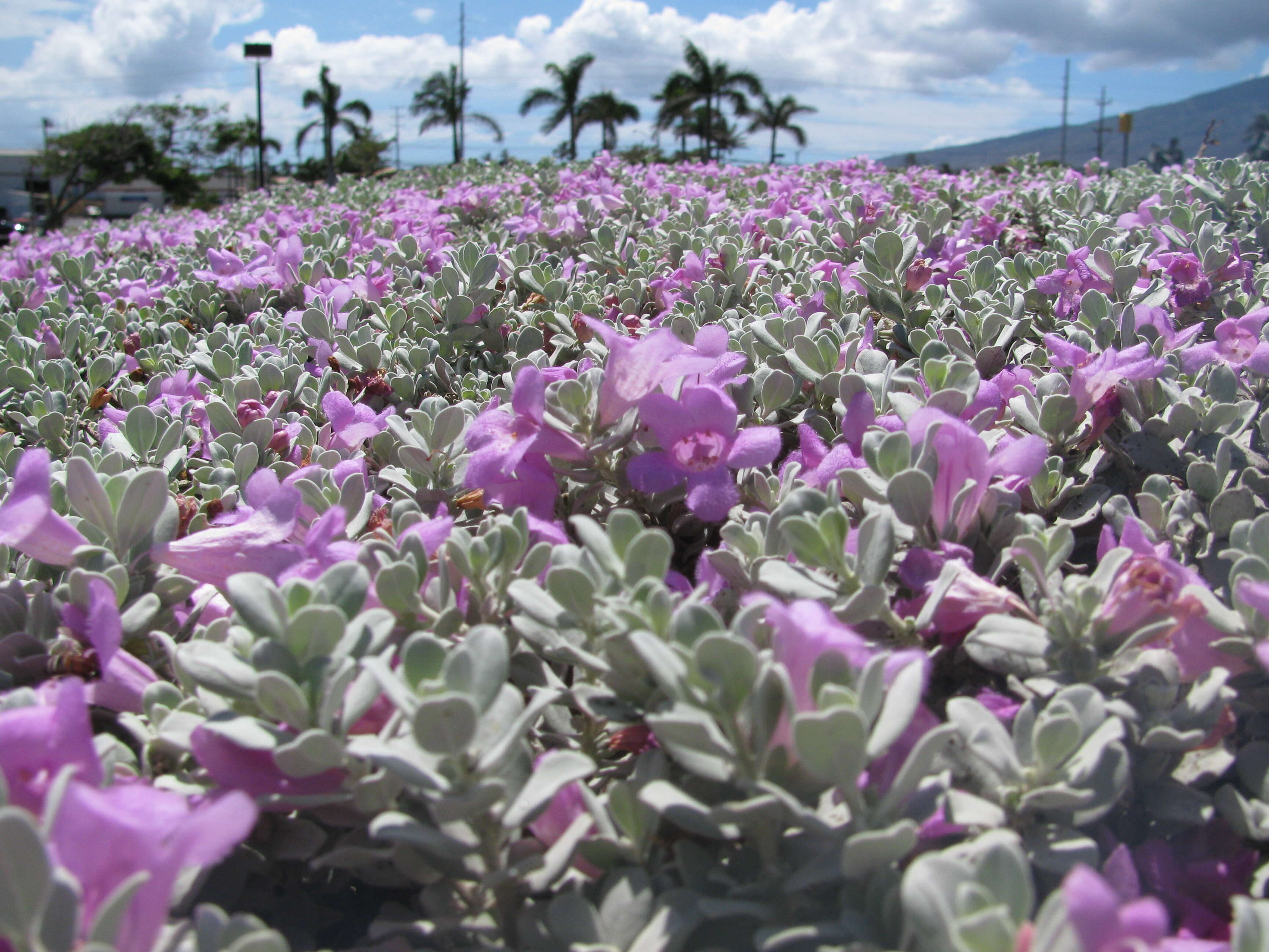 Imagem de Leucophyllum frutescens (Berl.) I. M. Johnston