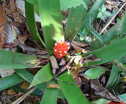 Image of Guzmania desautelsii Read & L. B. Sm.