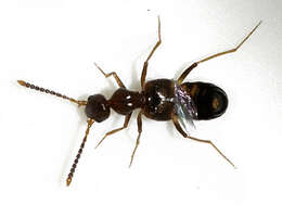 Image of Rove beetle