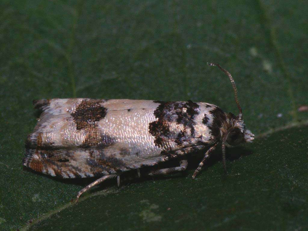 Image of Epinotia thapsiana Zeller 1847