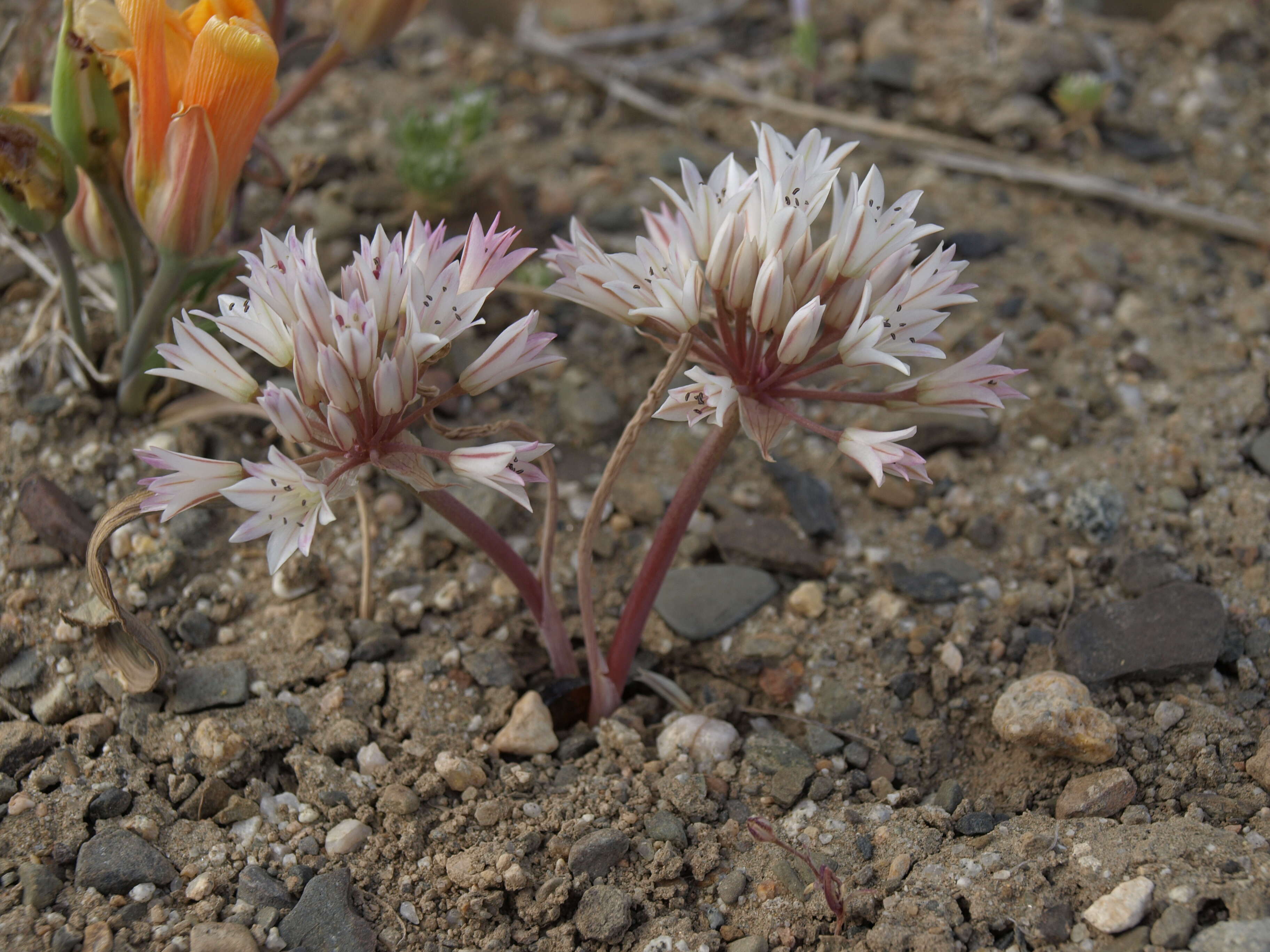 Image of darkred onion