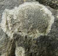 Image of rim lichen