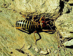 Image of mountain stone weta