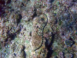 Image of Flat-tail Sea Snake