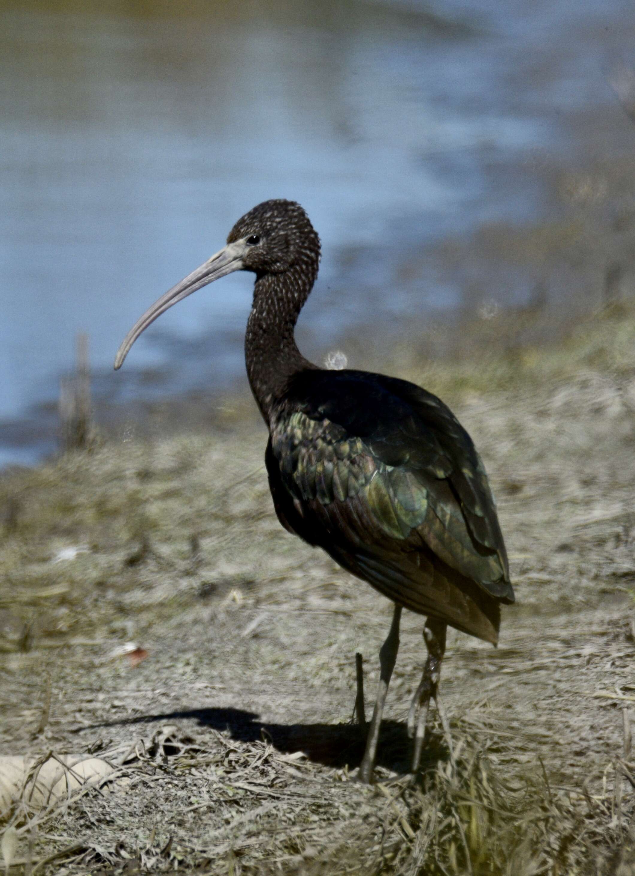 Image of Plegadis Kaup 1829