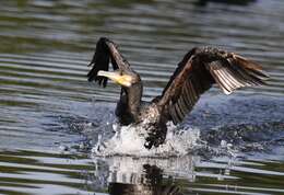 Image of Black Shag