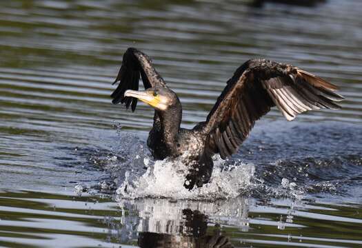 Image of Black Shag