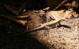 Image of Seychelles skink