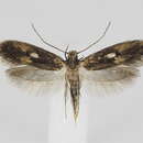 Image of Monopis fenestratella (Heyden 1863)