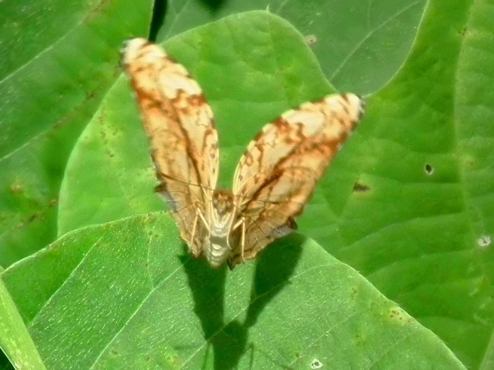 Image of Symbrenthia lilaea