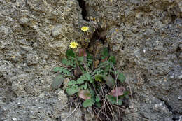 Image of Oriental false hawksbeard