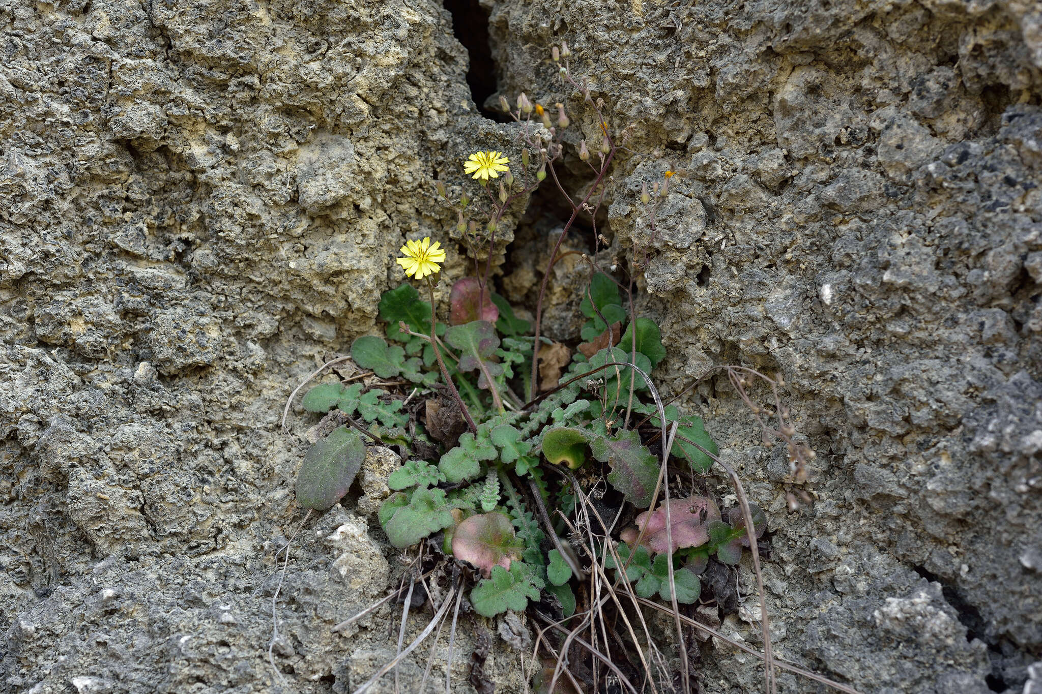 Image of Oriental false hawksbeard