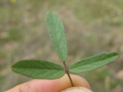 Image of Desmodium varians (Labill.) G. Don