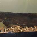 Image of Clarias maclareni Trewavas 1962