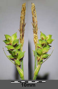 Image of carnation sedge