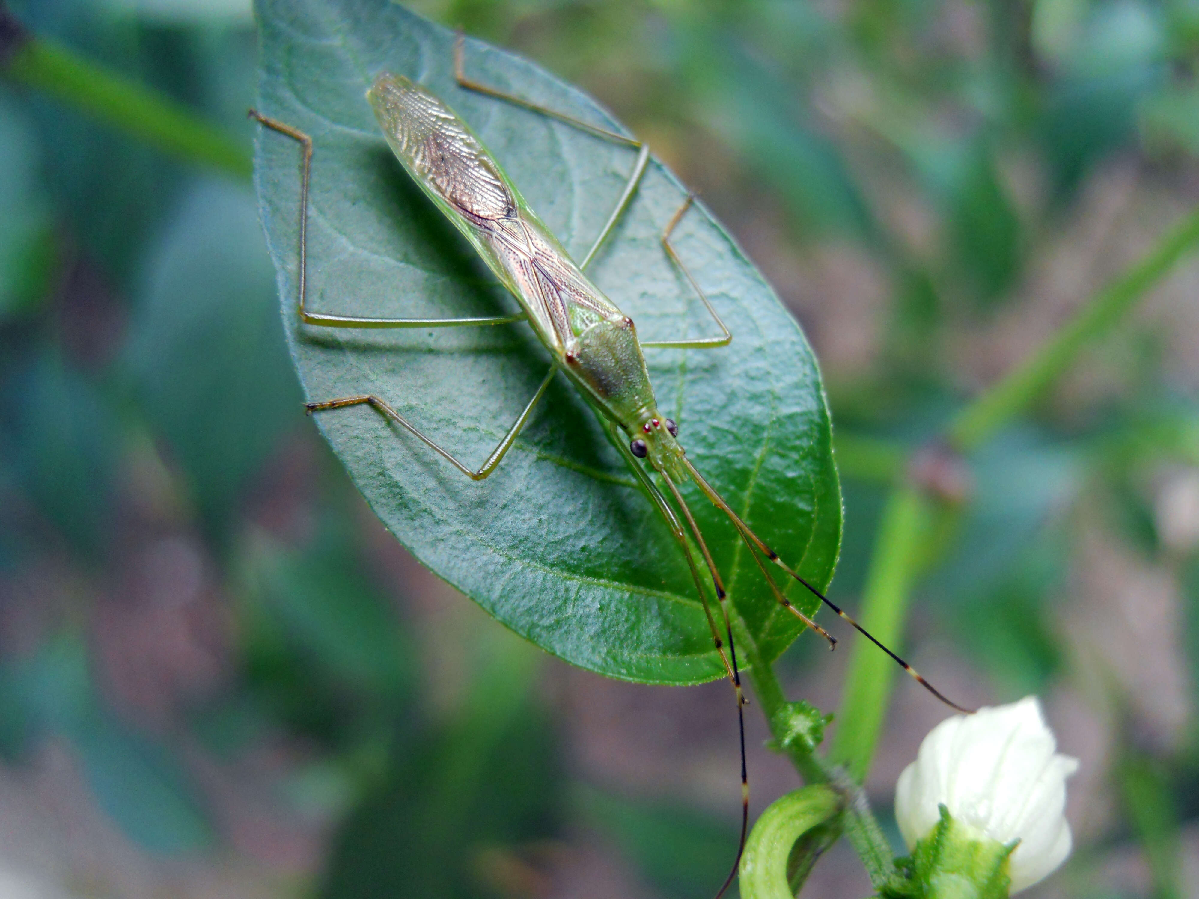 Imagem de Leptocorisa acuta (Thunberg 1783)