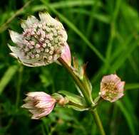 Imagem de Astrantia major L.