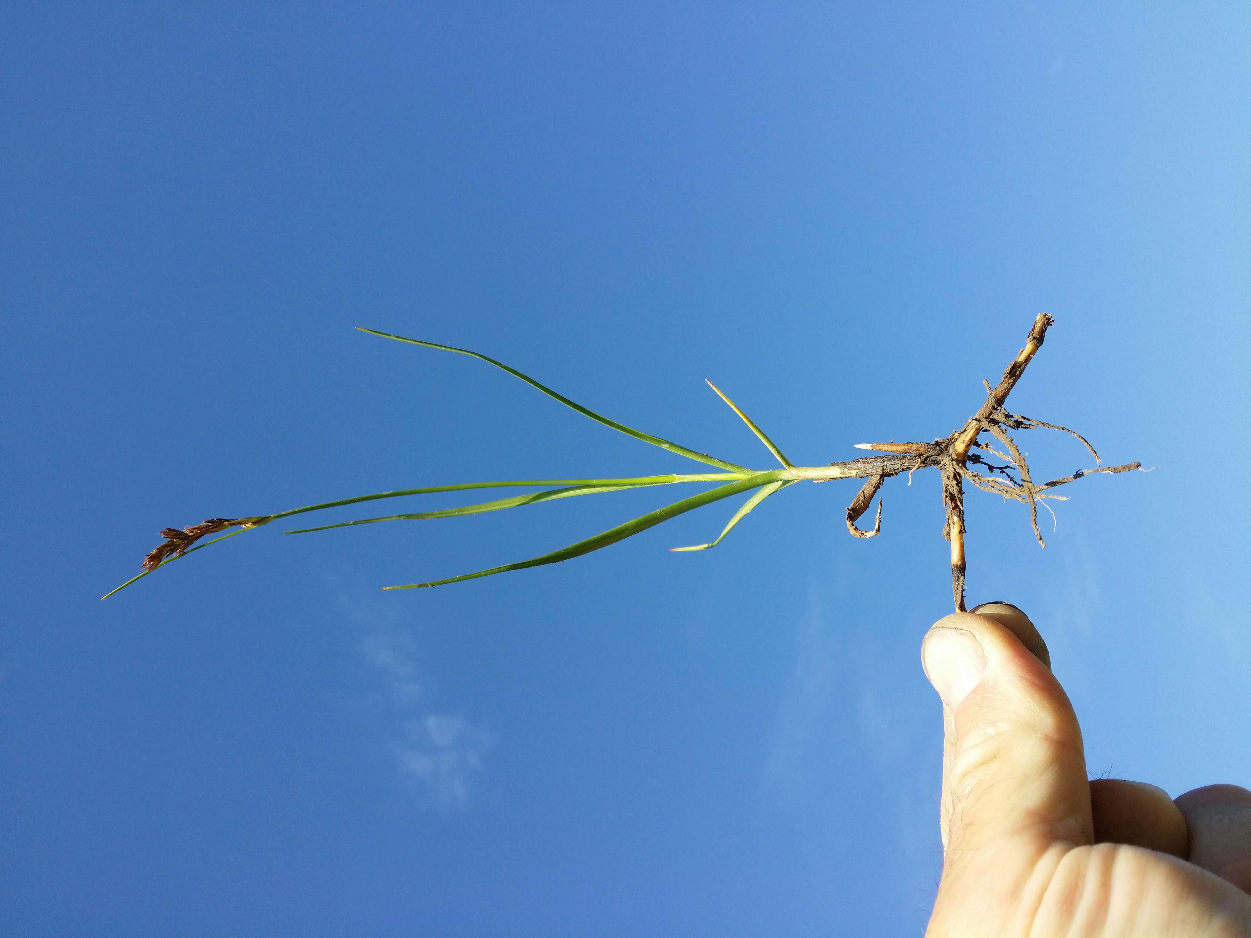 Image of Flat-sedge