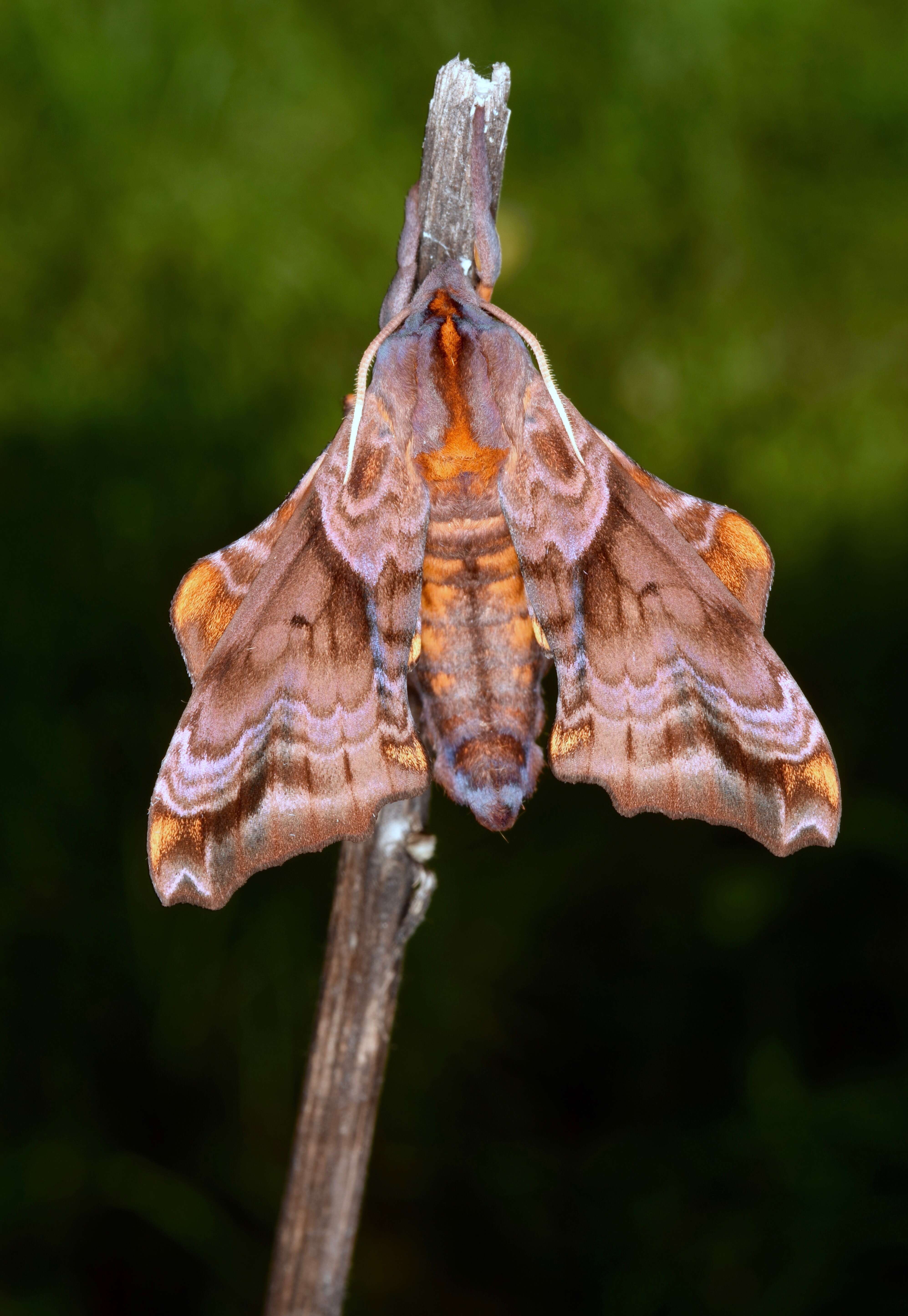 Image of Small-eyed Sphinx