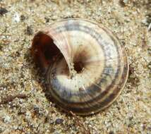 Image of Maritime gardensnail