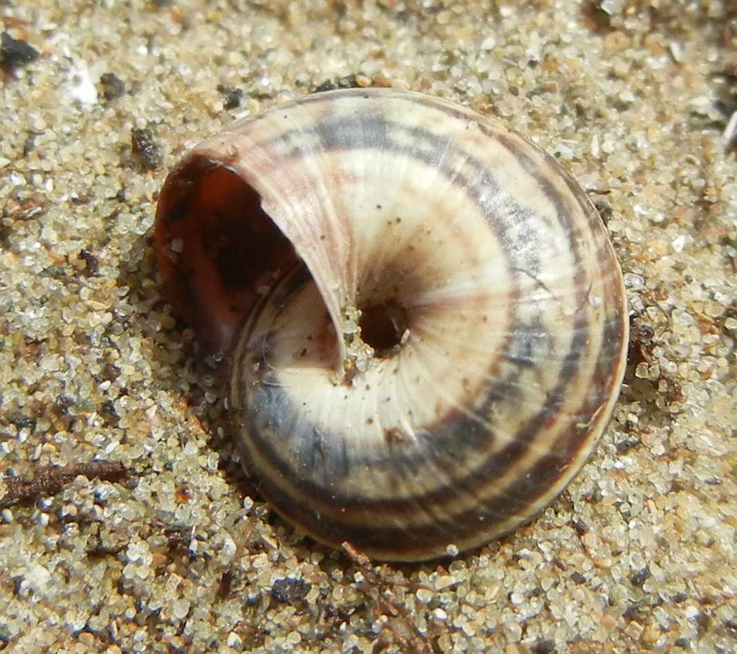 Image of Maritime gardensnail