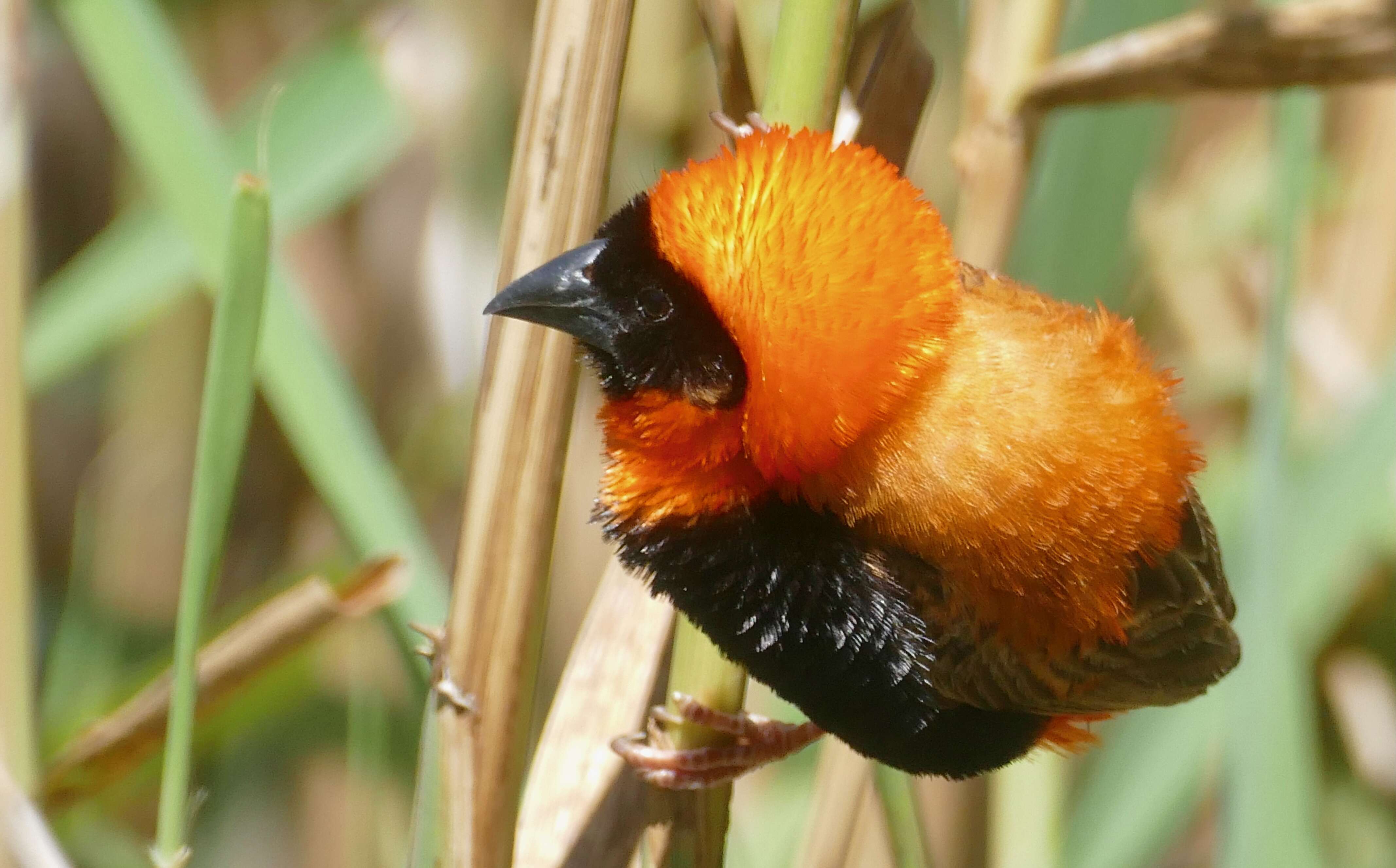 Image of Red Bishop