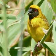 Image of African Masked Weaver