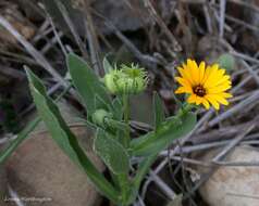 Image of field marigold