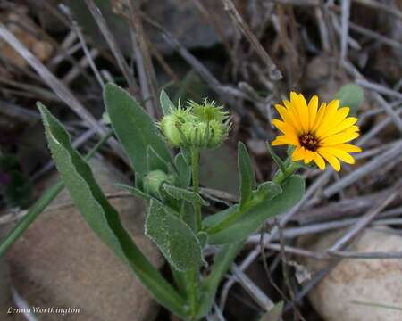 Image of field marigold