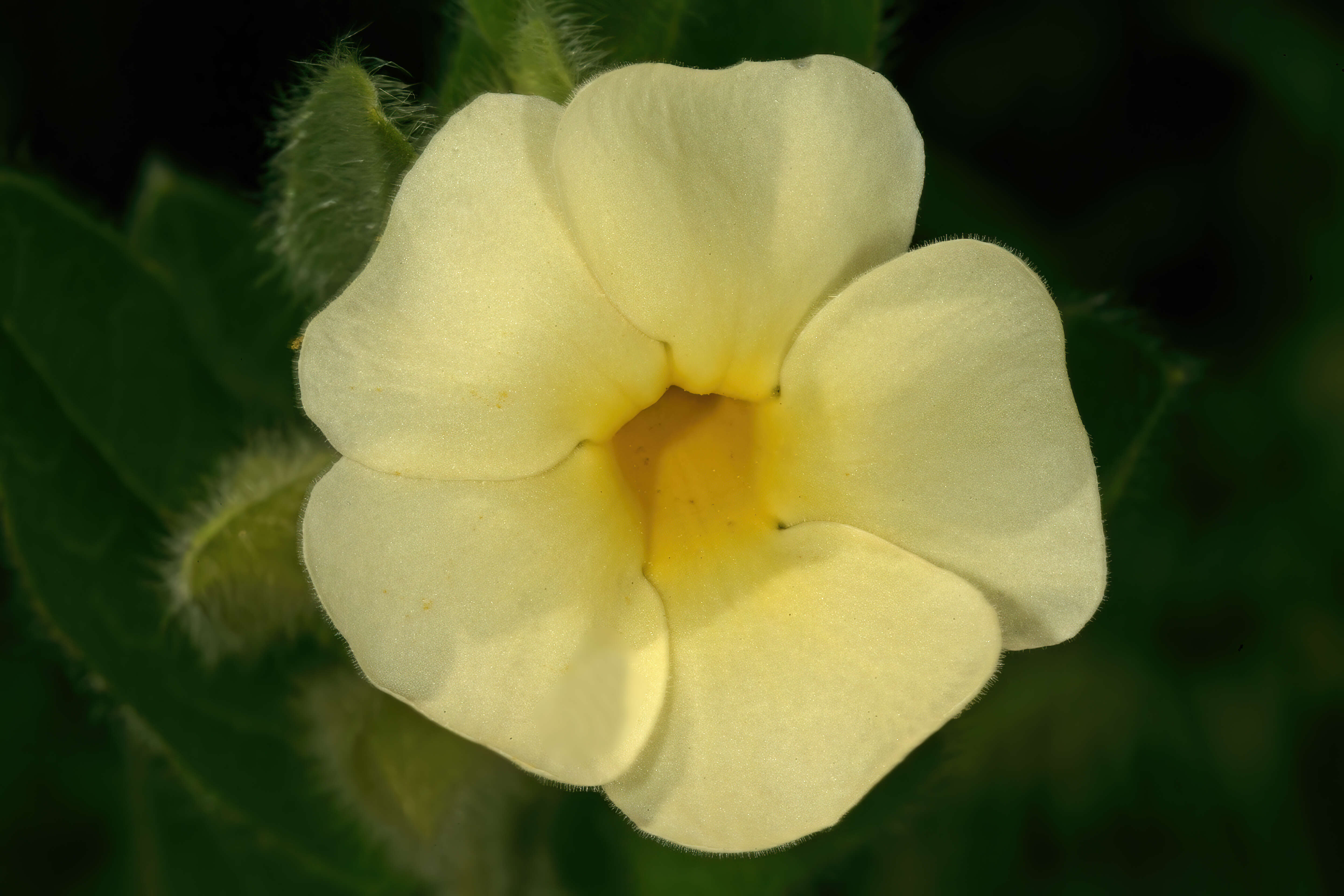 Image of Natal primrose