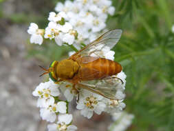 صورة Silvius alpinus (Scopoli 1763)