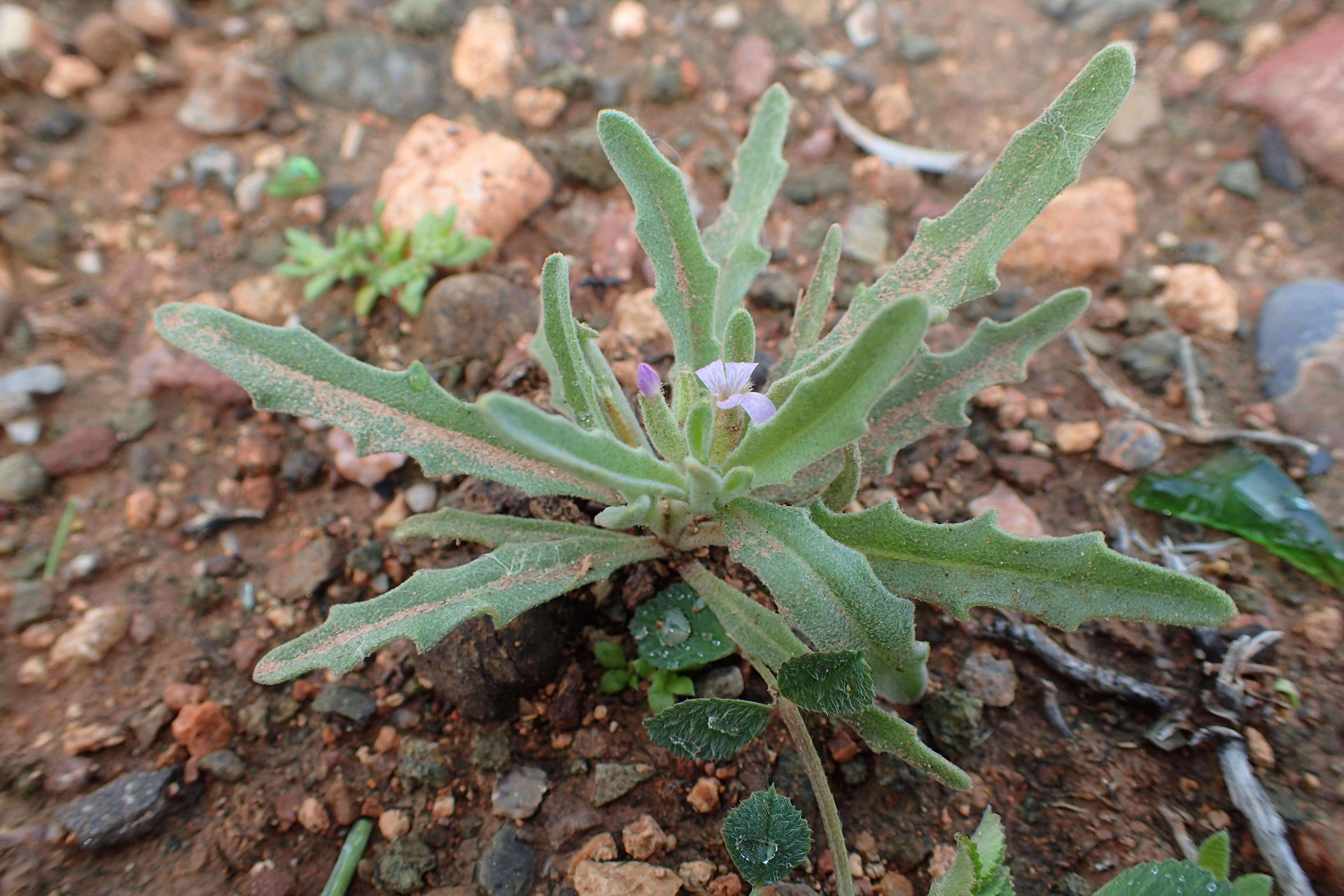 Plancia ëd Matthiola parviflora (Schousb.) W. T. Aiton