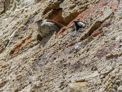 Image of Italian Sparrow