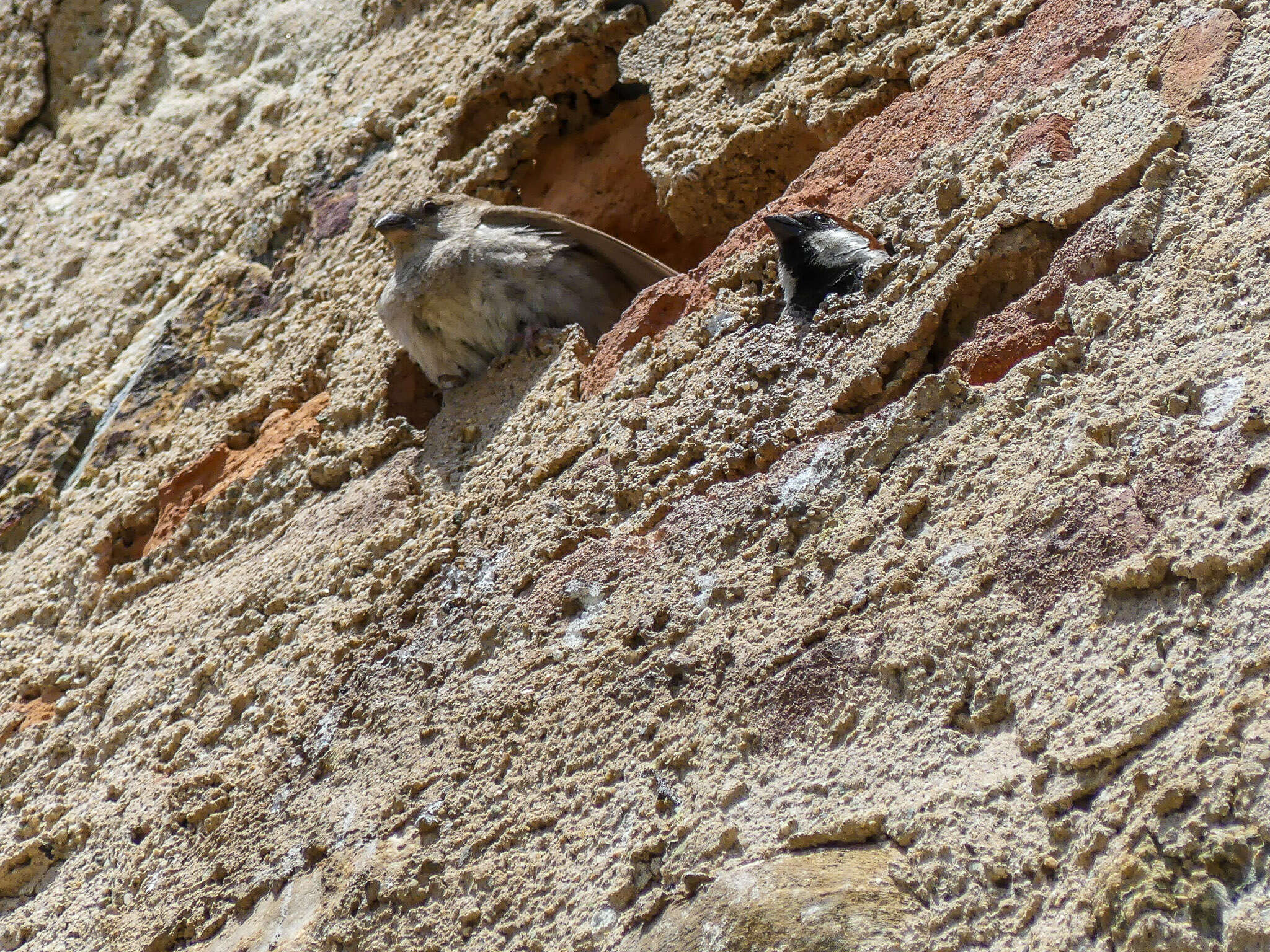 Image of Italian Sparrow