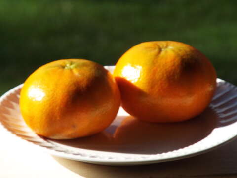 Image of Citrus reticulata