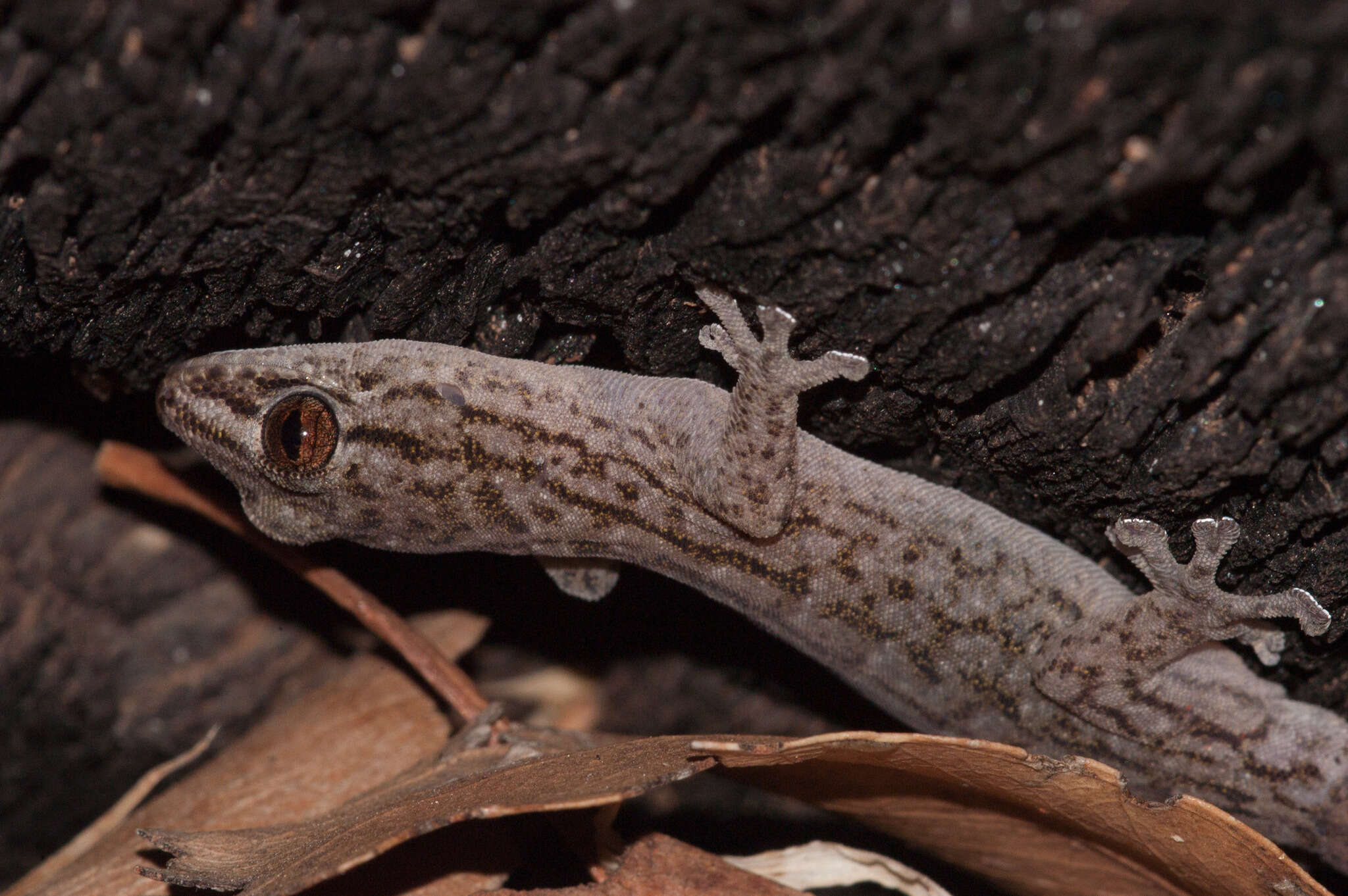 Image of Gehyra versicolor Hutchinson, Sistrom, Donnellan & Hutchinson 2014