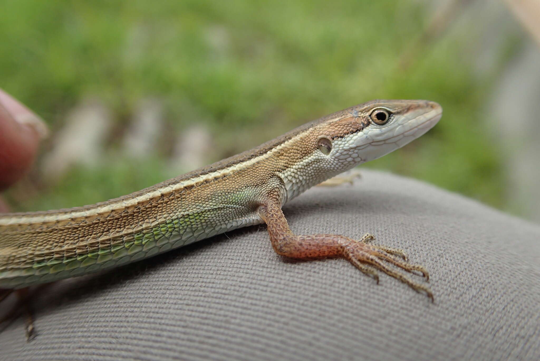 Image of Takydromus stejnegeri Van Denburgh 1912