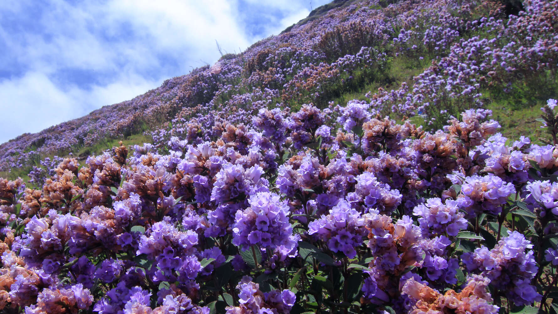 Image of Strobilanthes kunthiana