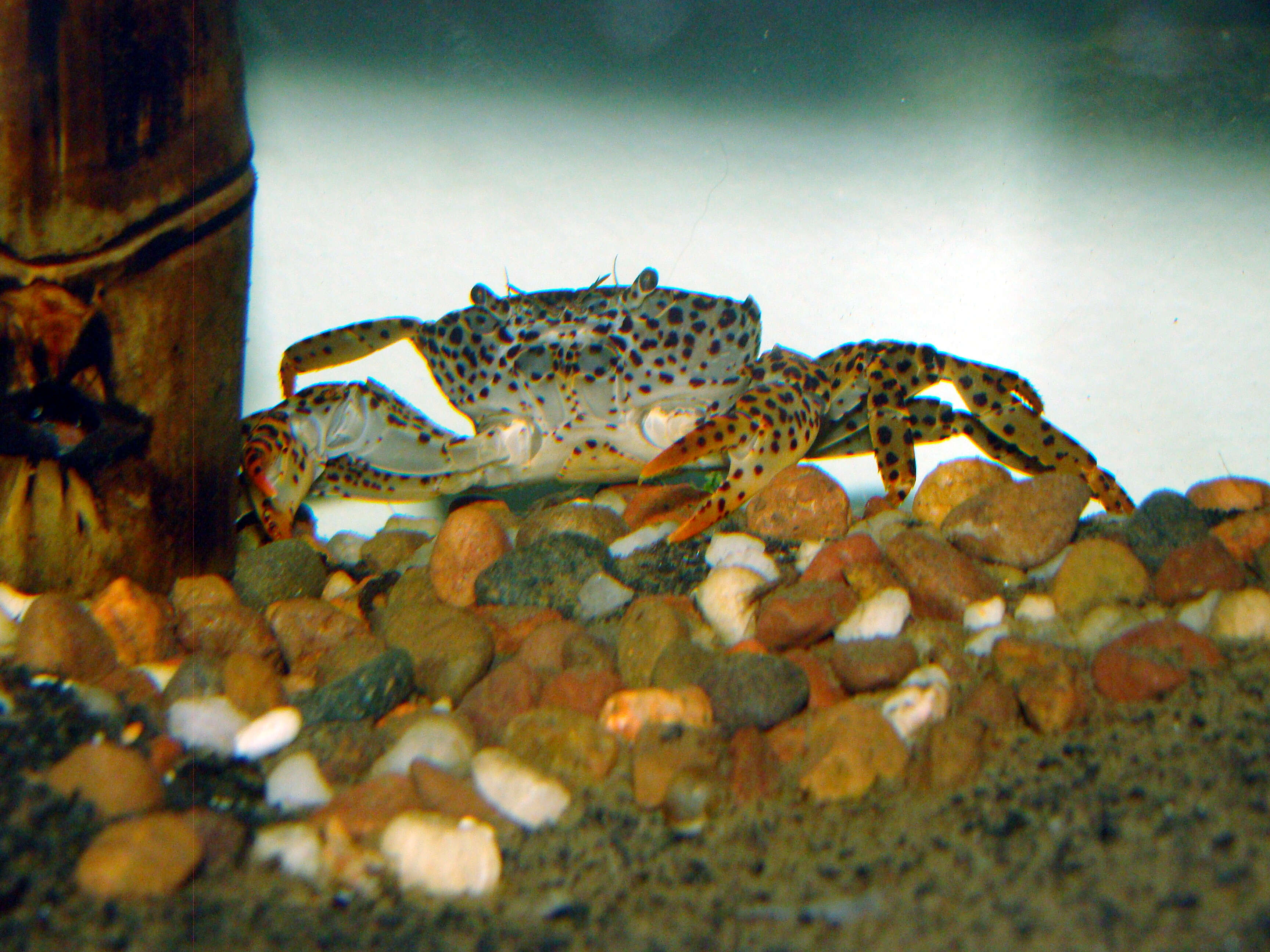 Image of Panther crab