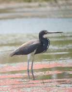 Image de Aigrette tricolore