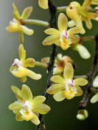 Image of Cleisostoma aspersum (Rchb. fil.) Garay